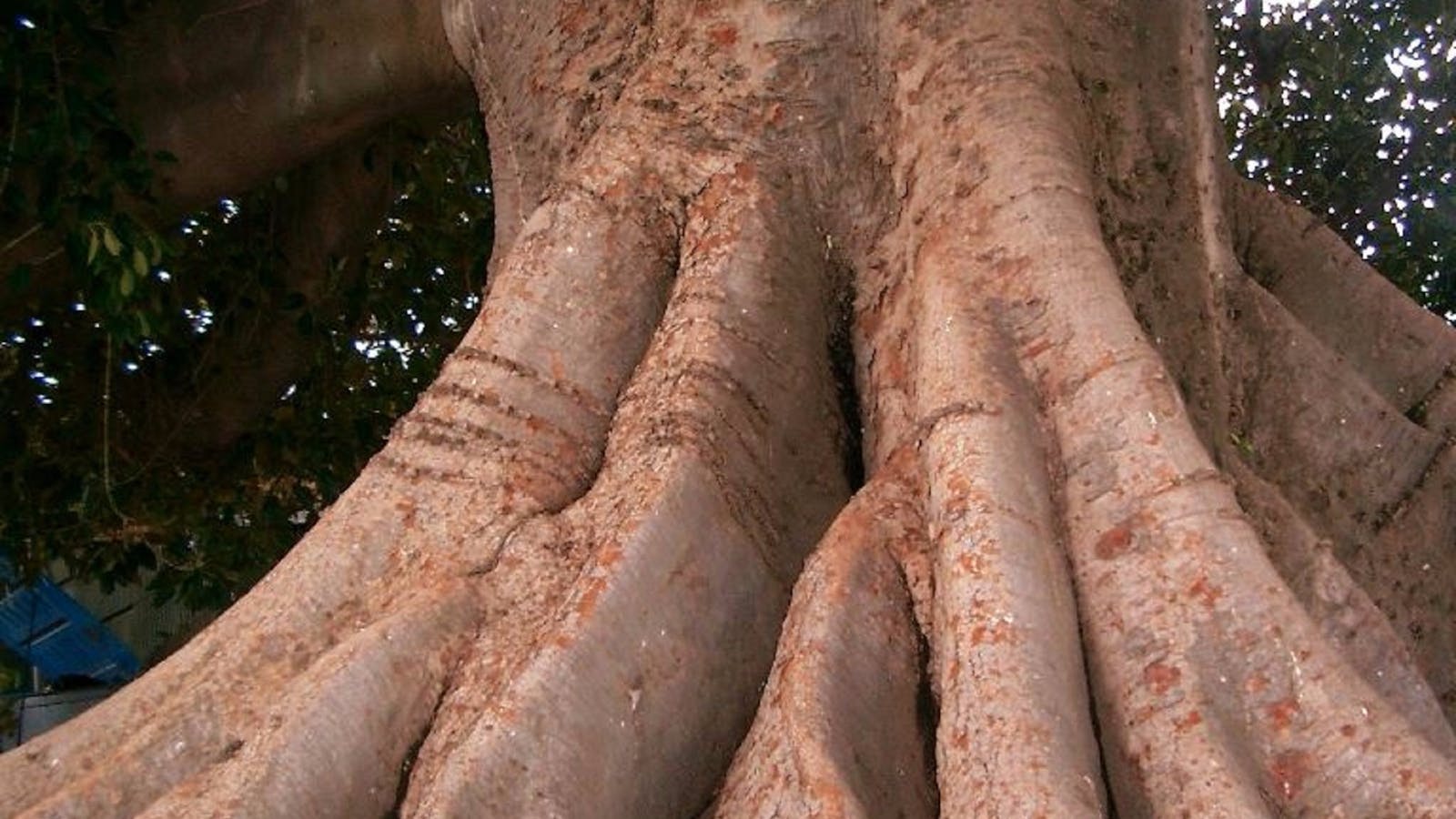 The Big Fig Tree