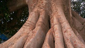 The Big Fig Tree