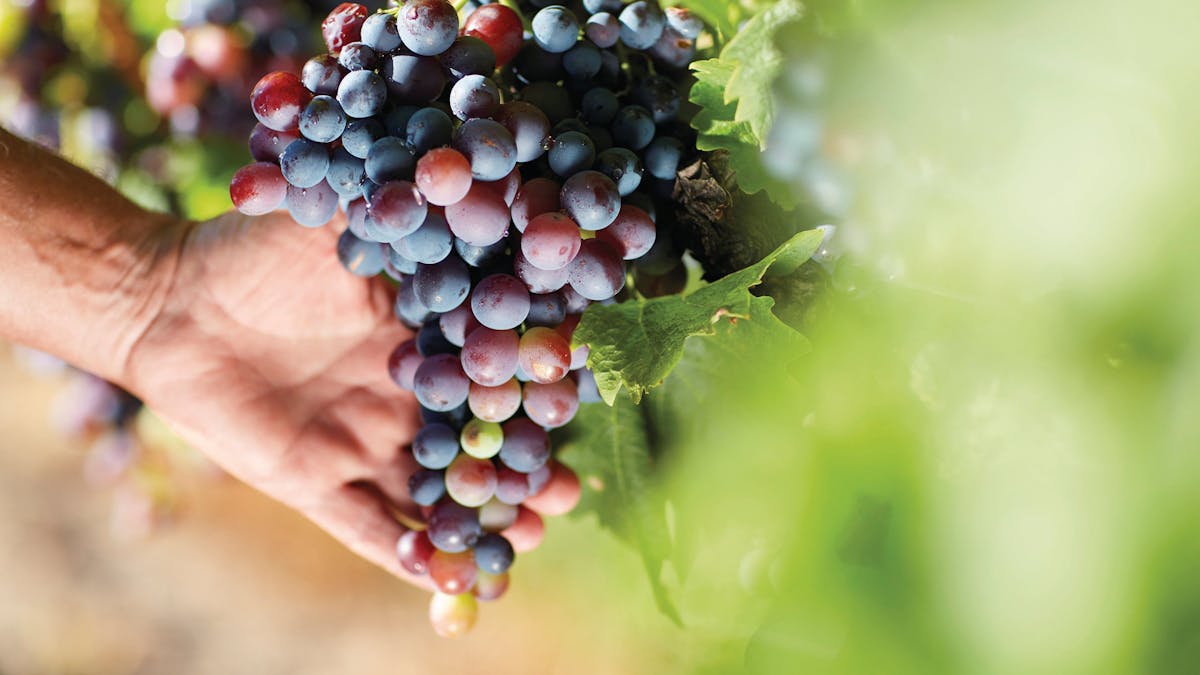 Granite Belt produce