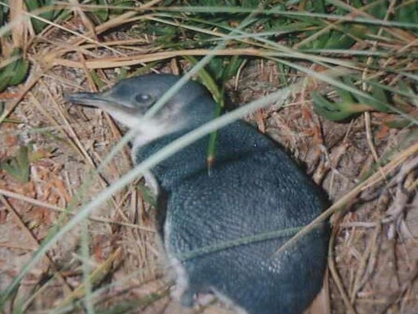 Penguin in Grass