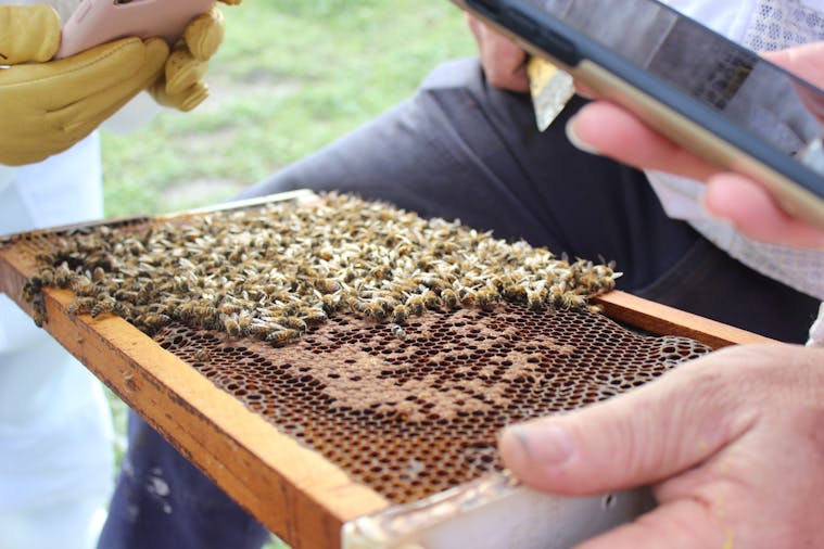 Kangaroo Island Living Honey