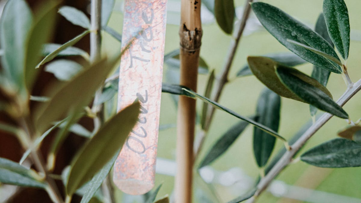 olive tree