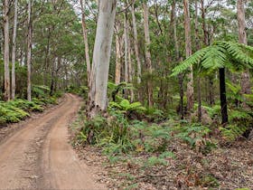 Budderoo Track