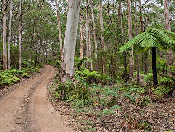 Budderoo Track, Budderoo National Park. Photo: Michael Van Ewijk