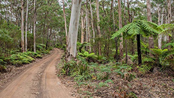 Budderoo Track