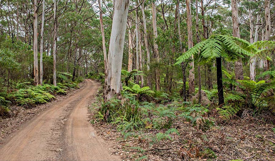 Budderoo Track, Budderoo National Park. Photo: Michael Van Ewijk