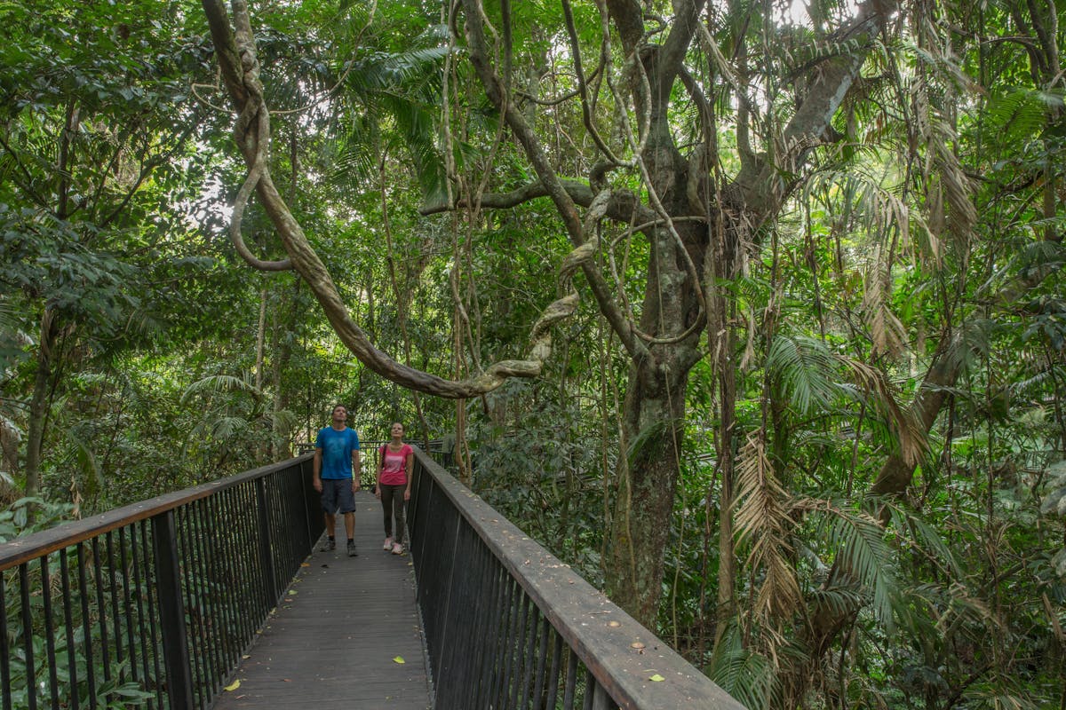 two peopel walk along suspended walkway in the canopy with vines and rainforest surrounds.