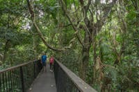 two peopel walk along suspended walkway in the canopy with vines and rainforest surrounds.