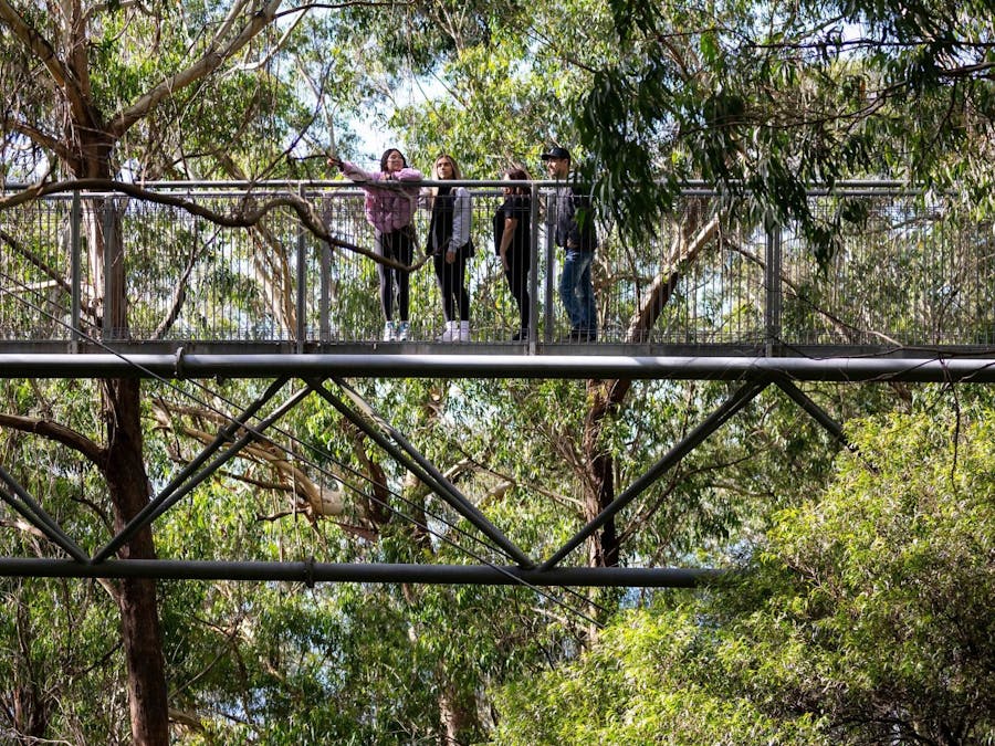 Junior Forest Ranger at Illawarra Fly Treetop Adventures