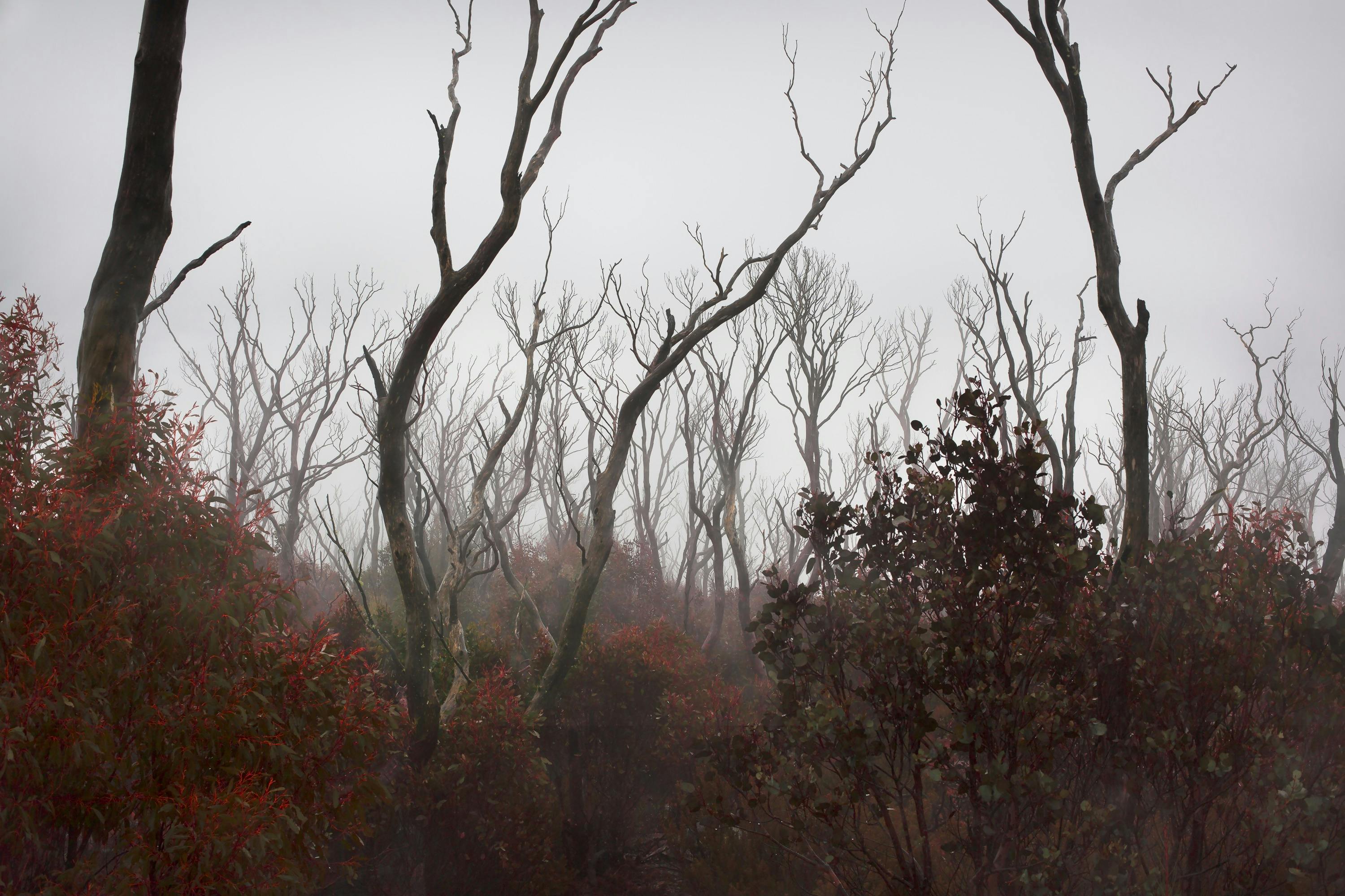The Elm and the Raven