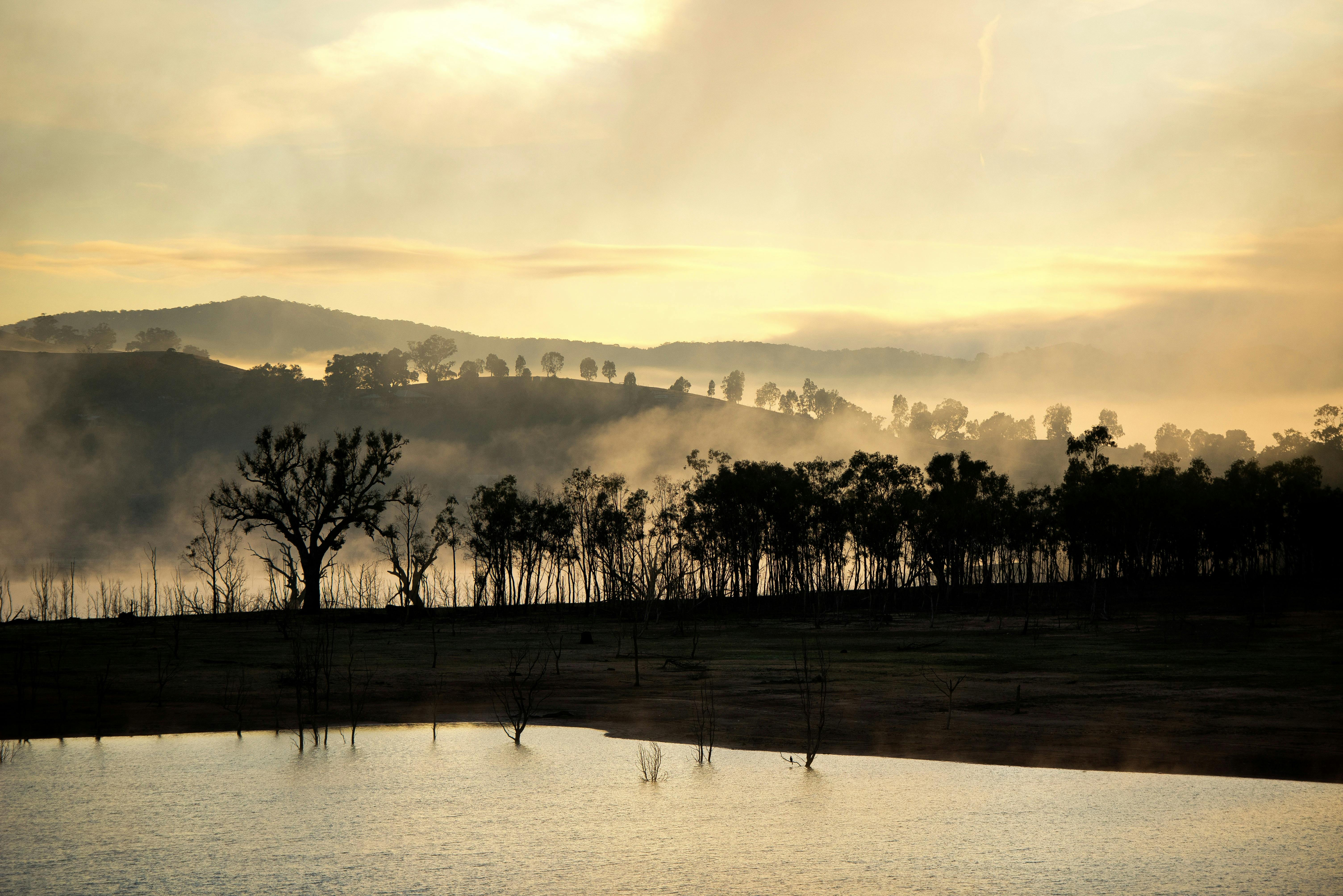 Serene view of Lake Eildon at dawn with mist rising and silhouetted trees in Bonnie Doon, Victoria.