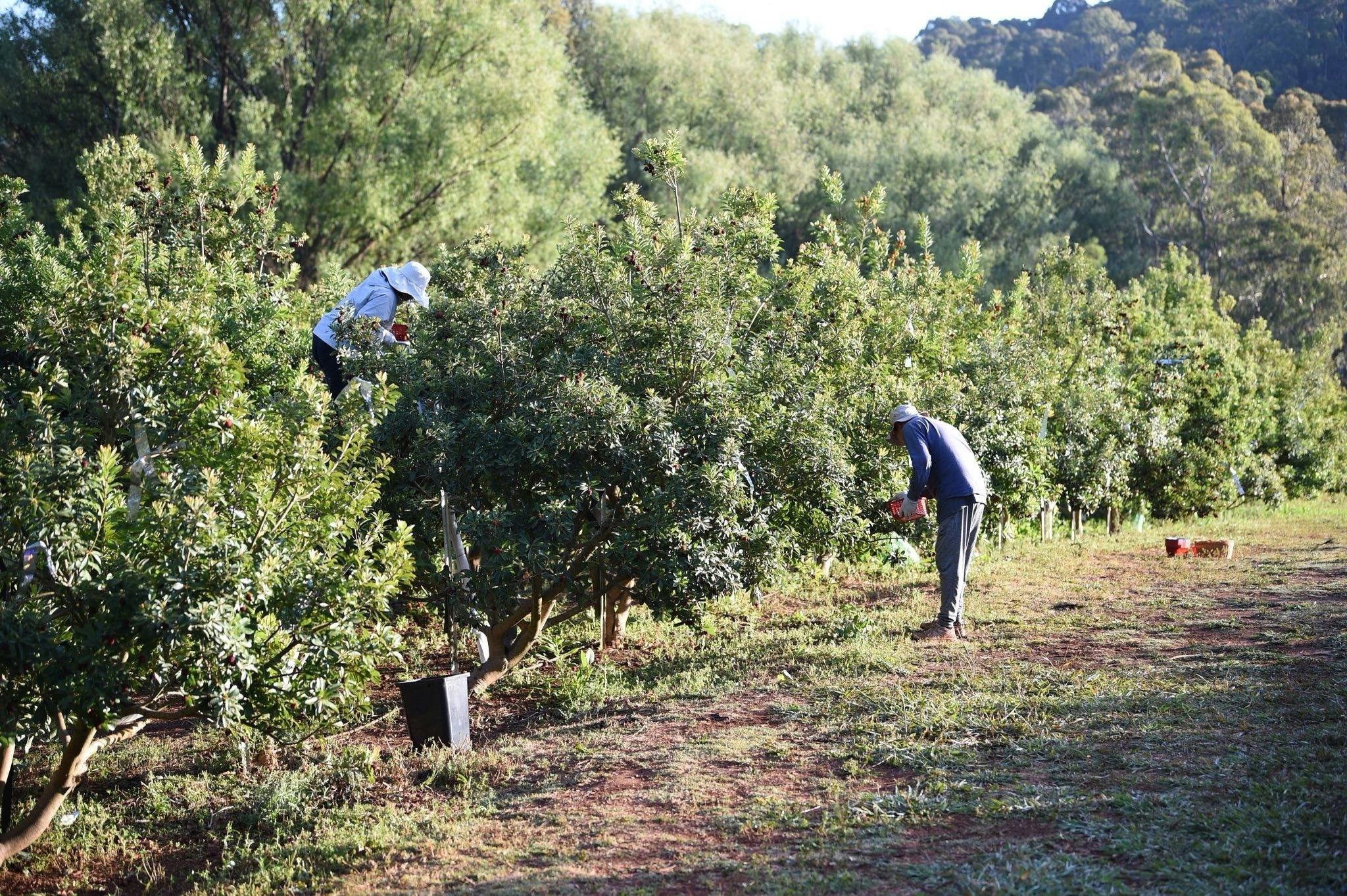 Two people picking bayberries between rows of trees in the orchard at Pude Natural Farm