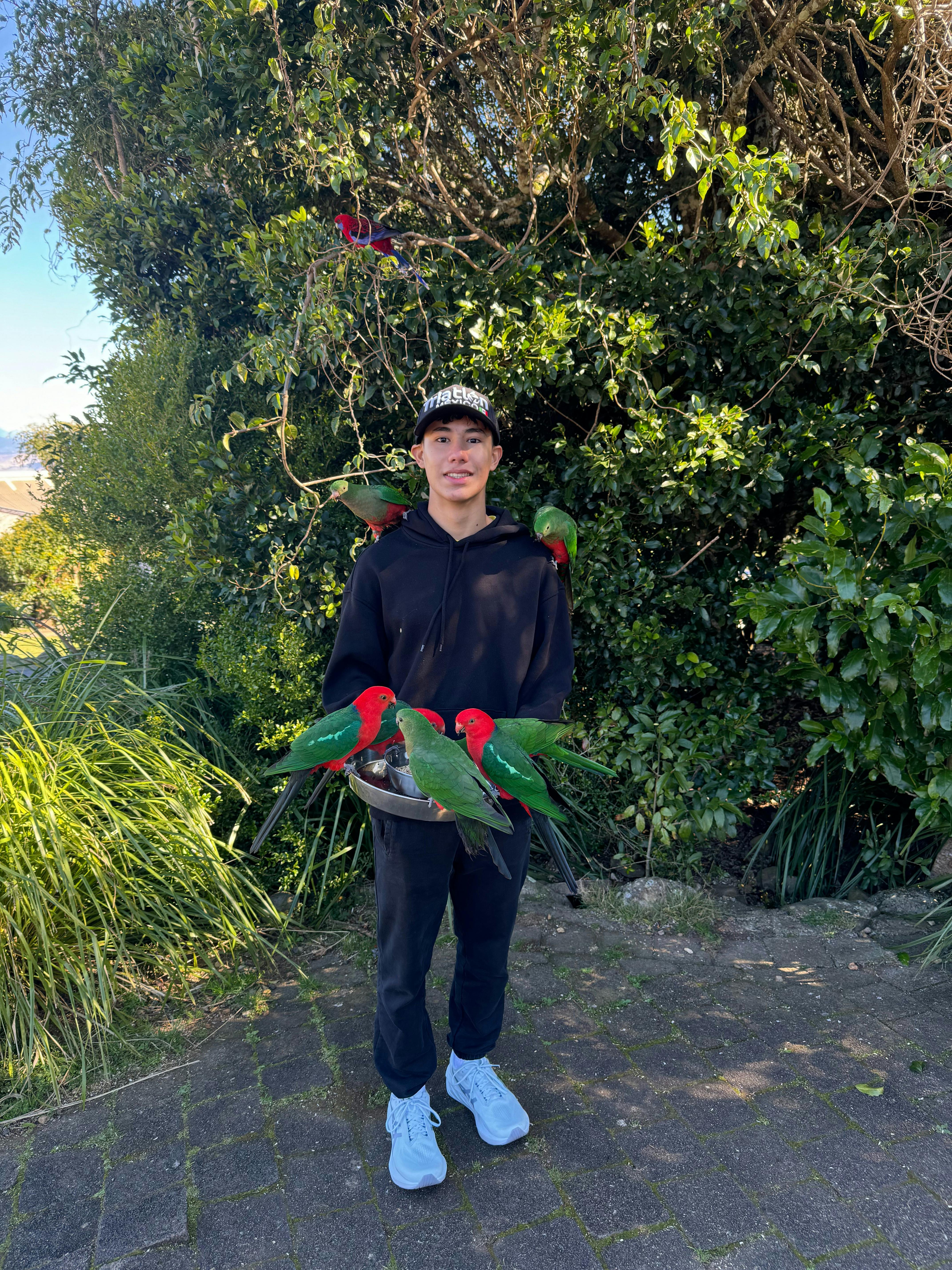 Lamington Day Tour: O’Reilly’s Tree Top Walk, Wildlife & Wine Tasting