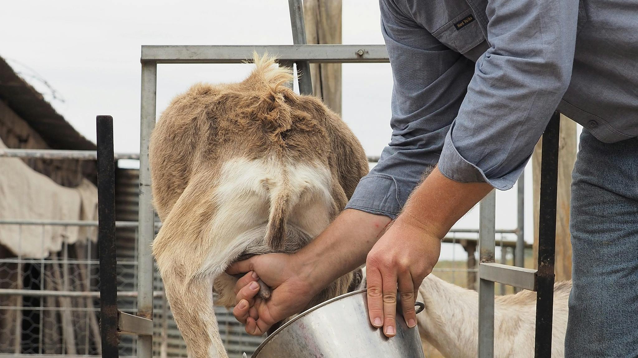 A goat being milked by hand.