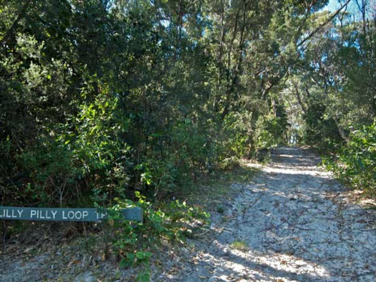 Lillypilly loop trail