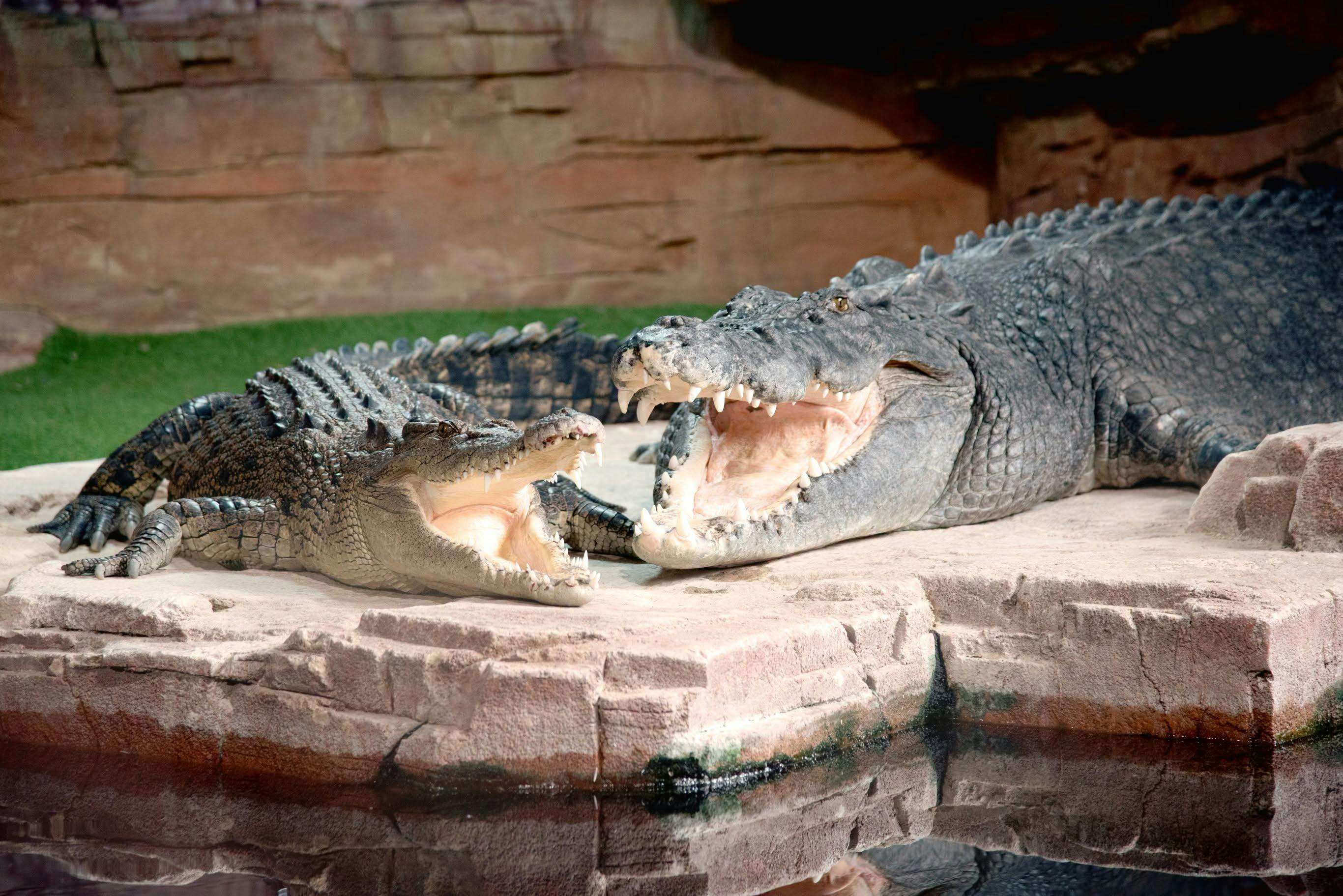 two saltwater crocodiles
