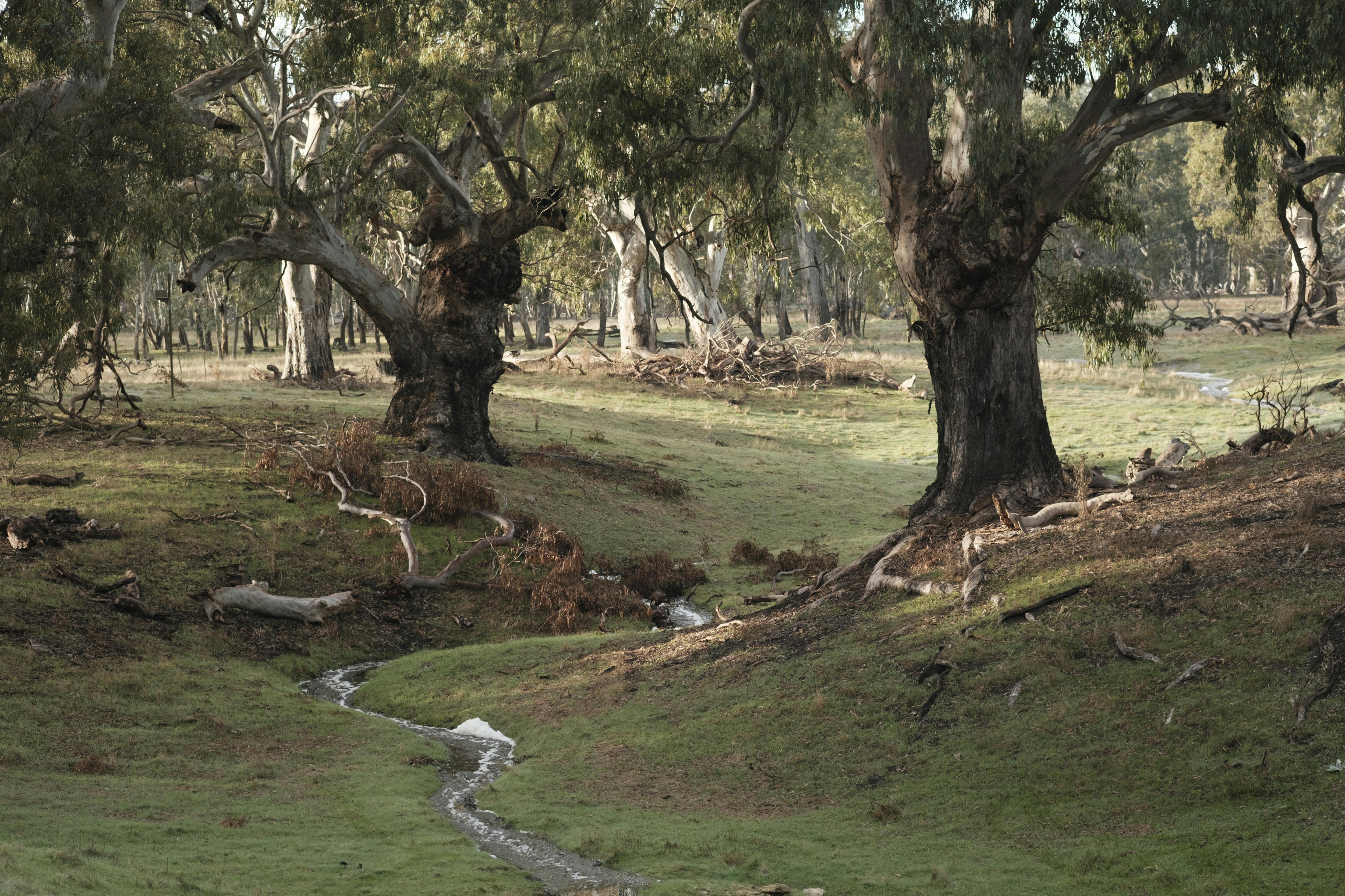 Poocher Swamp Game Reserve