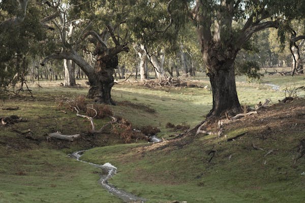 Poocher Swamp Game Reserve