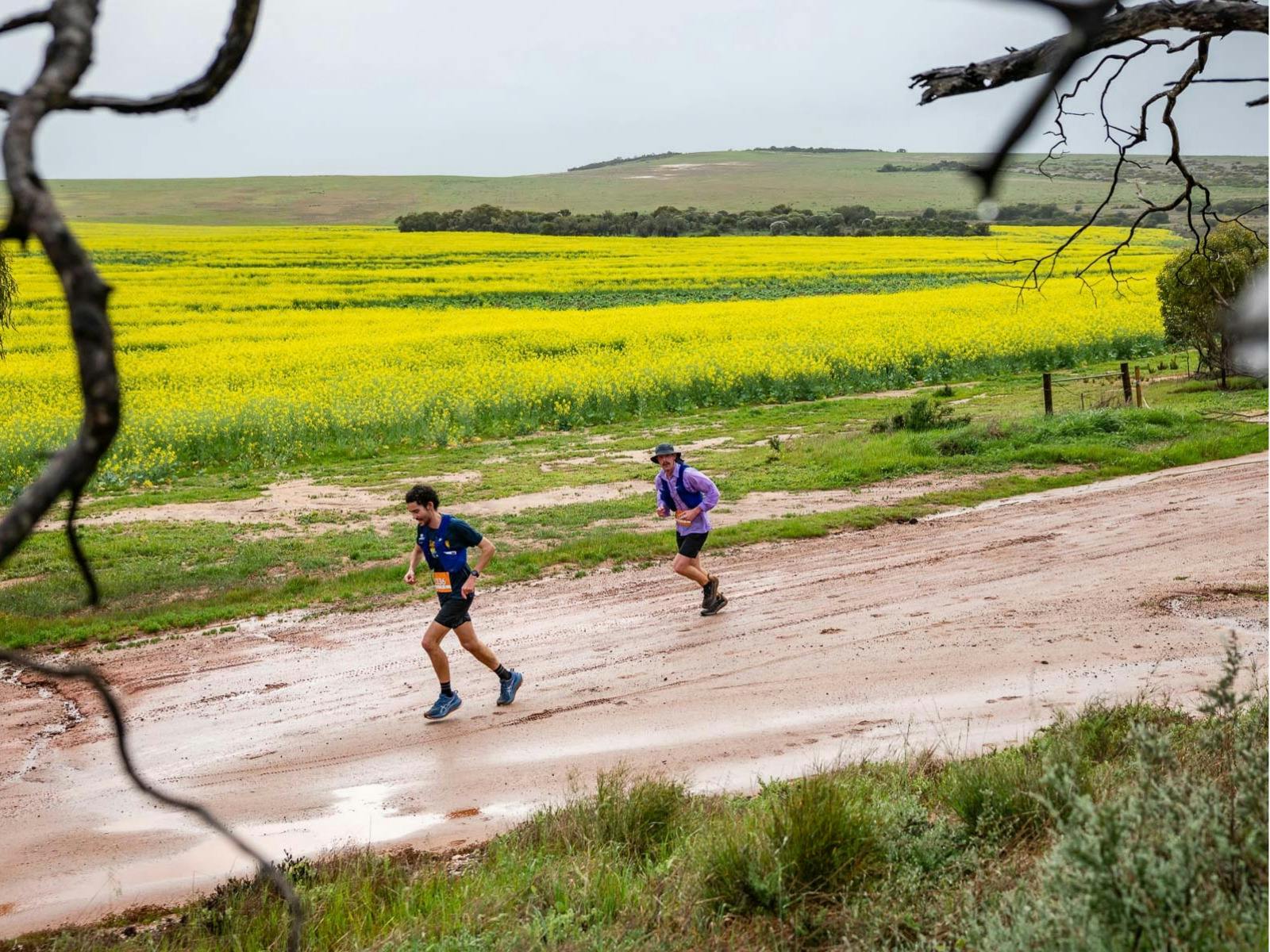 Two runners on a wet gravel road beside yellow canola fields in Chapman Valley.