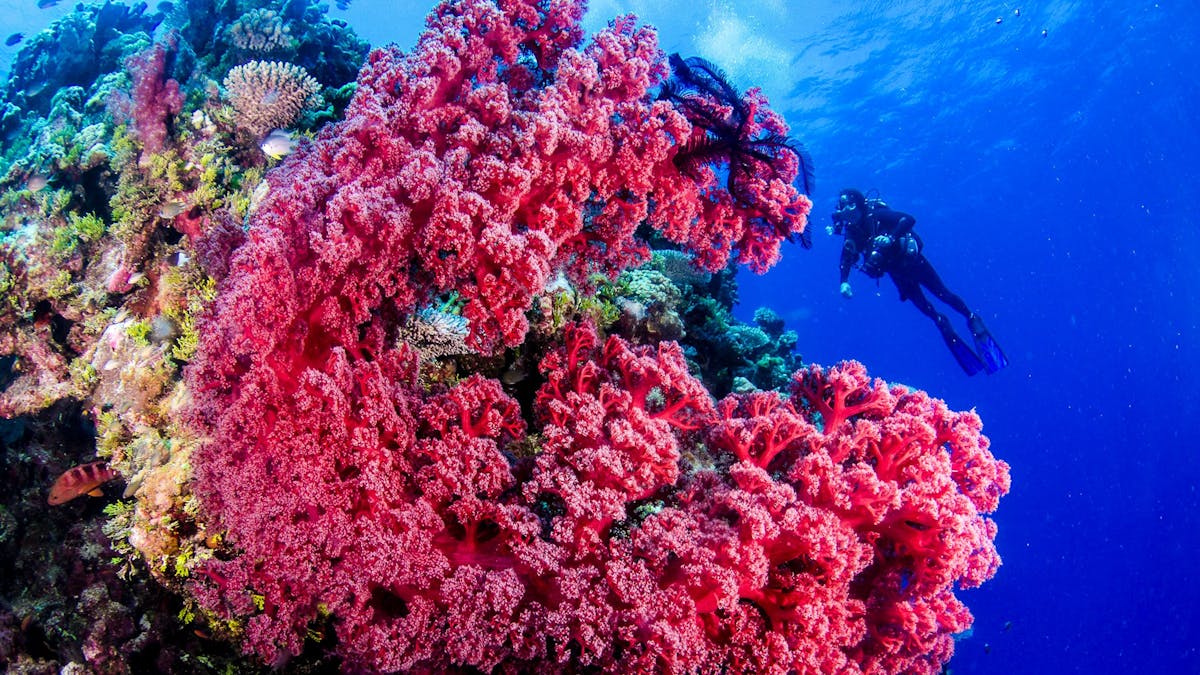 Soft corals at Nonki Bommie - Holmes Reef