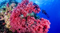 Soft corals at Nonki Bommie - Holmes Reef