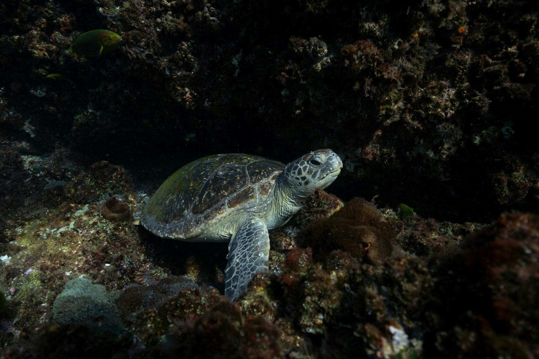 Turtle on Cook Island