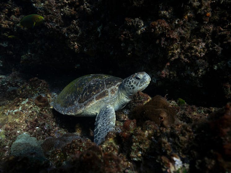 Turtle on Cook Island