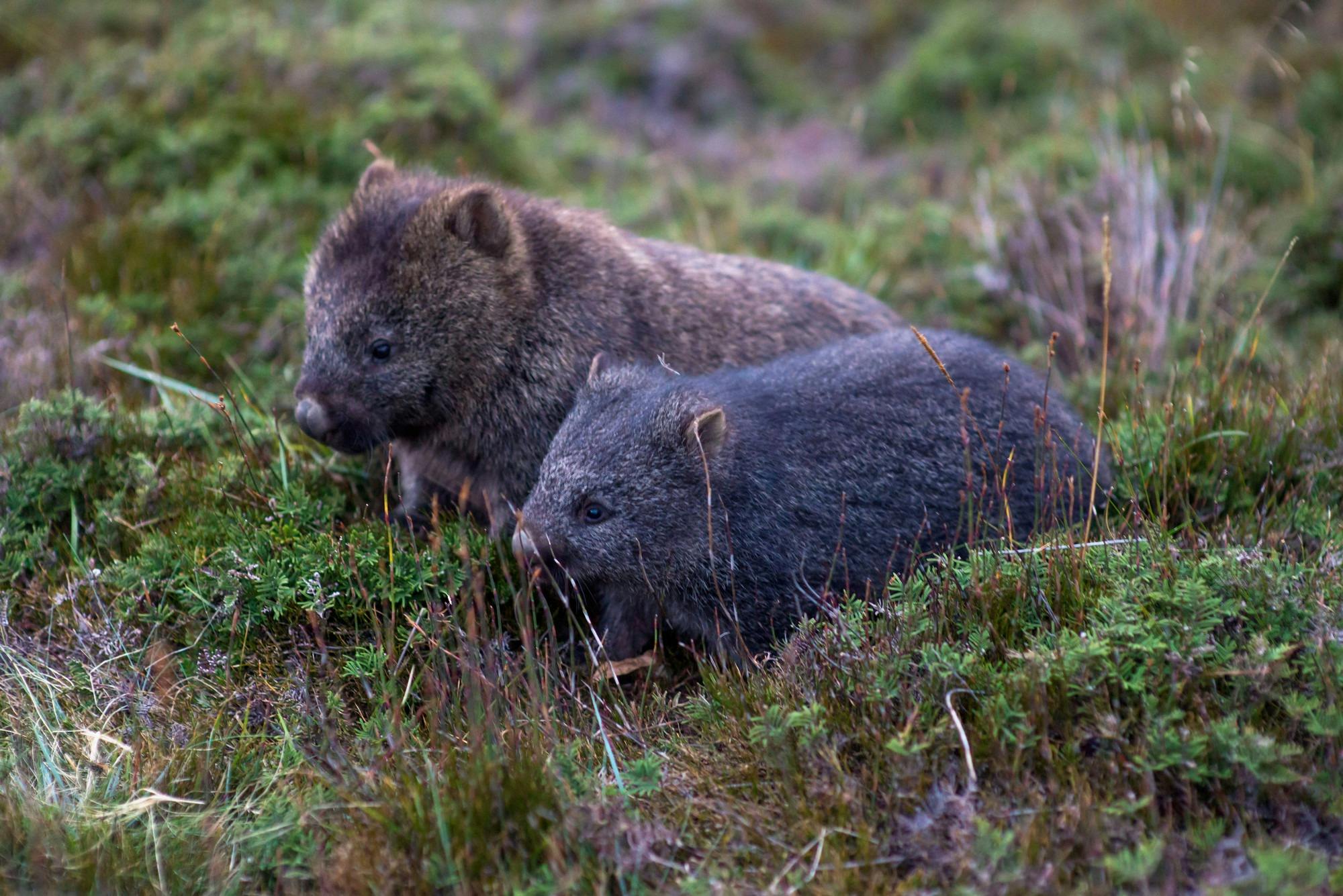 Cradle Mountain - Lake St Clair National Park