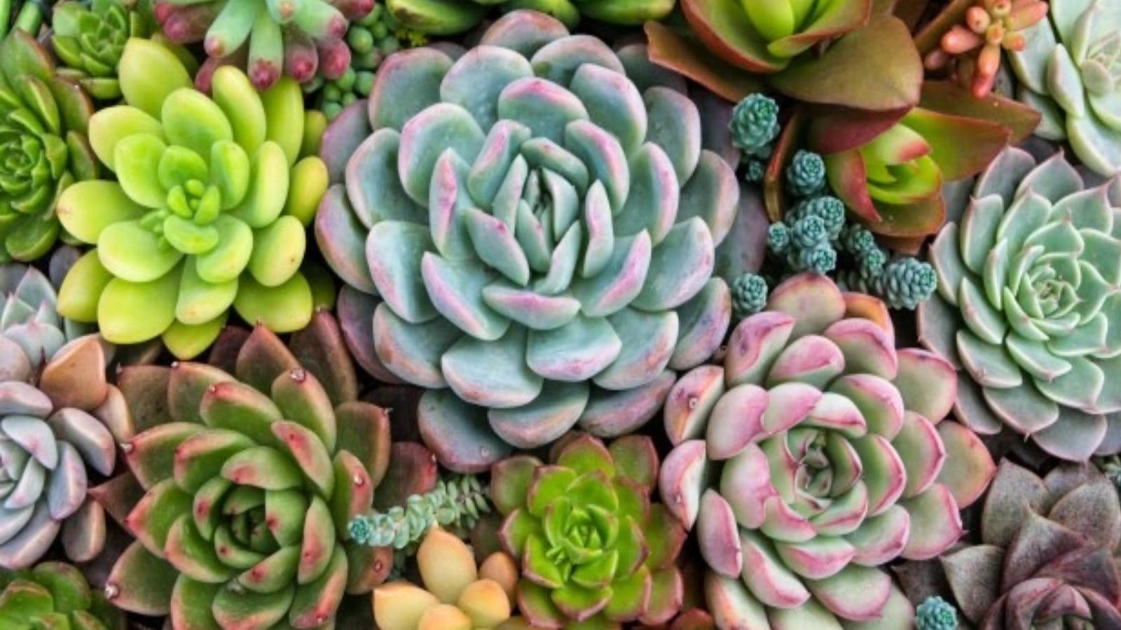 cactus and succulents