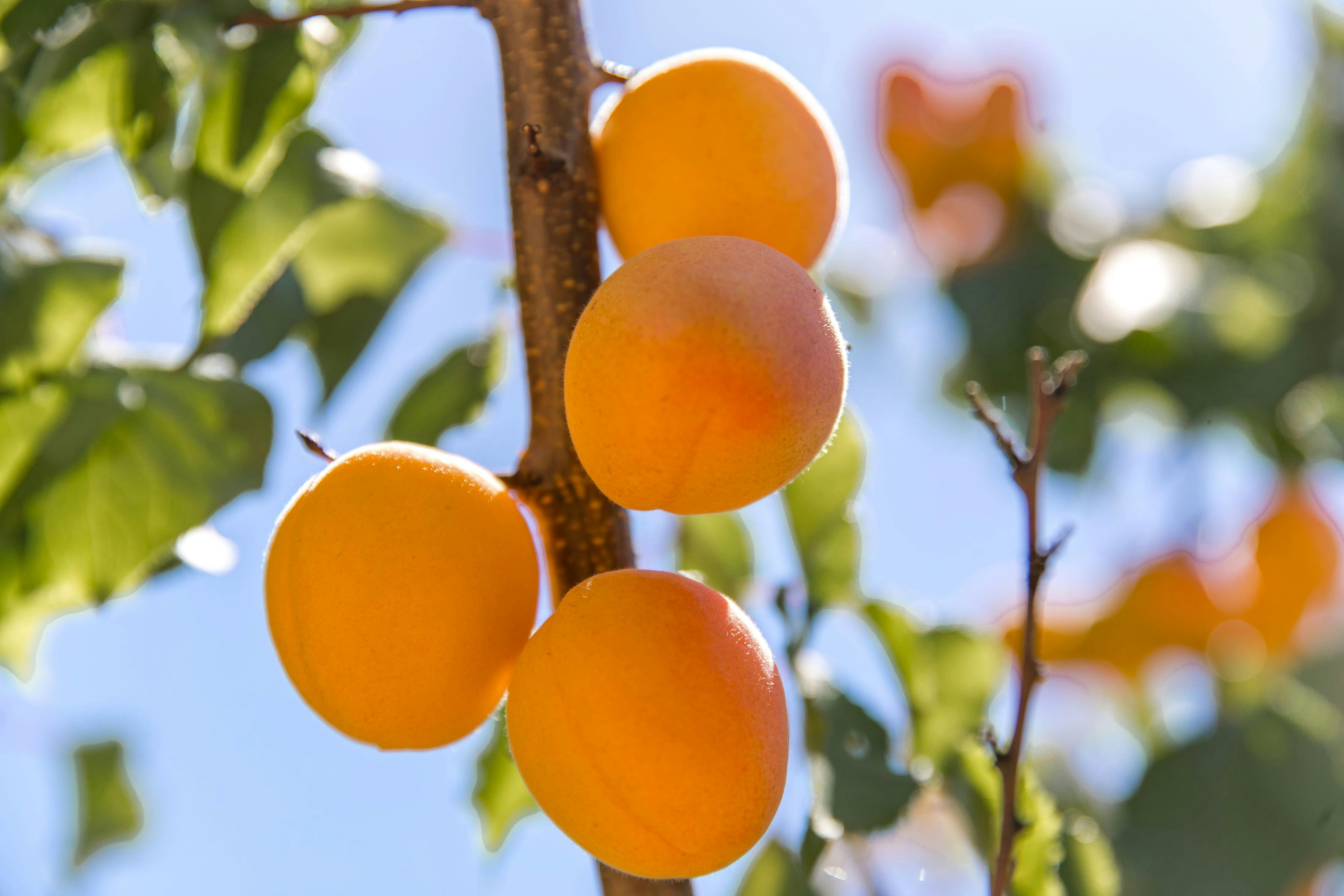 Pick Your Own Apricots