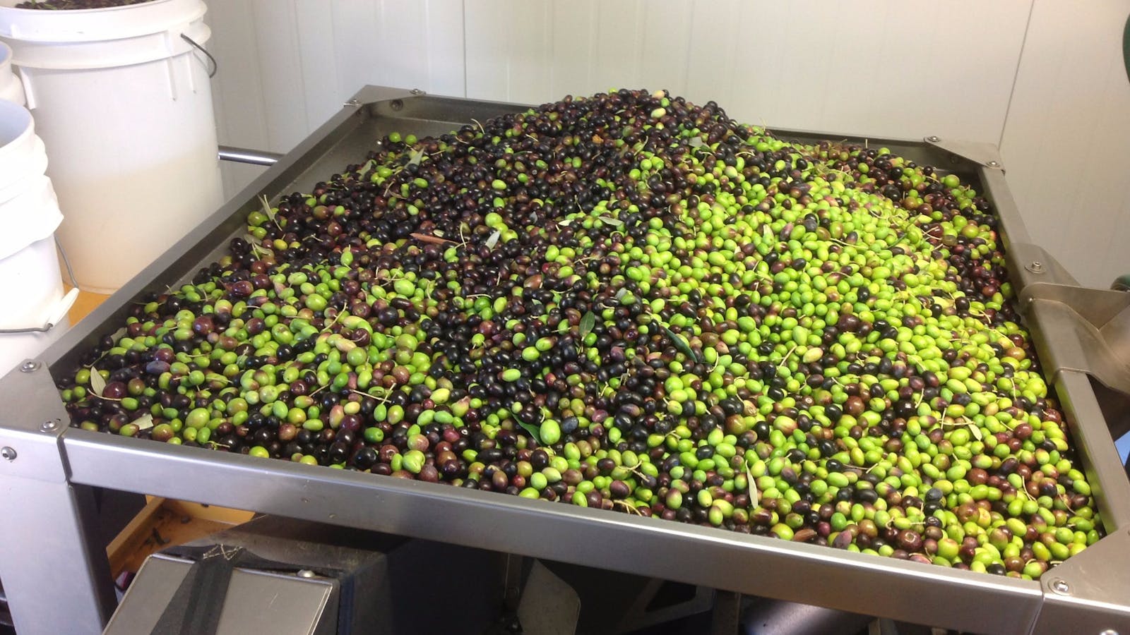 Cradle Coast Olives