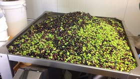 OLIVES IN WASHER/DELEAFER