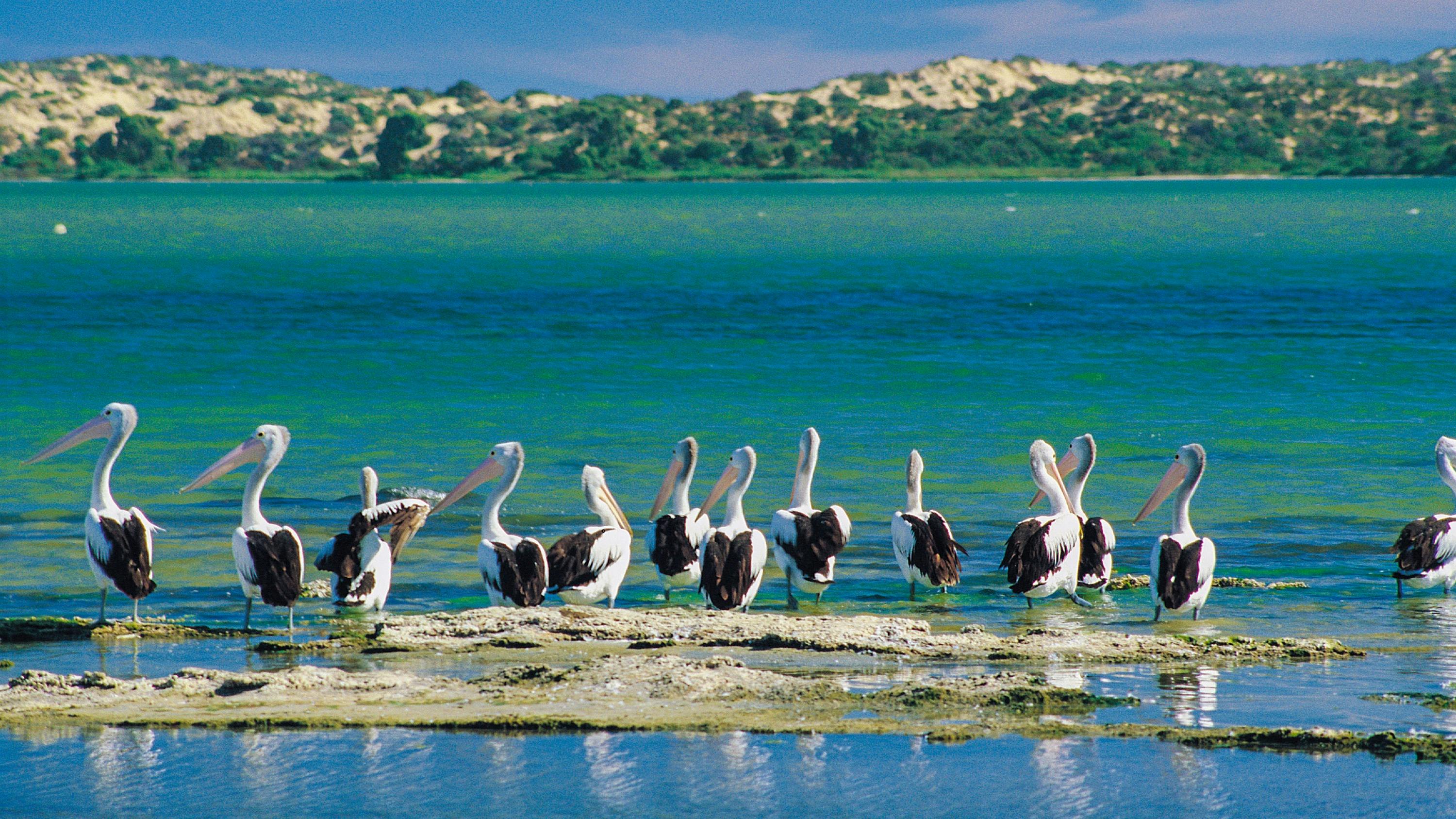 Pelicans standing on the mud flats of the Coorong