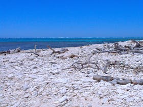 Pristine Coral Cay - Lady Musgrave Island