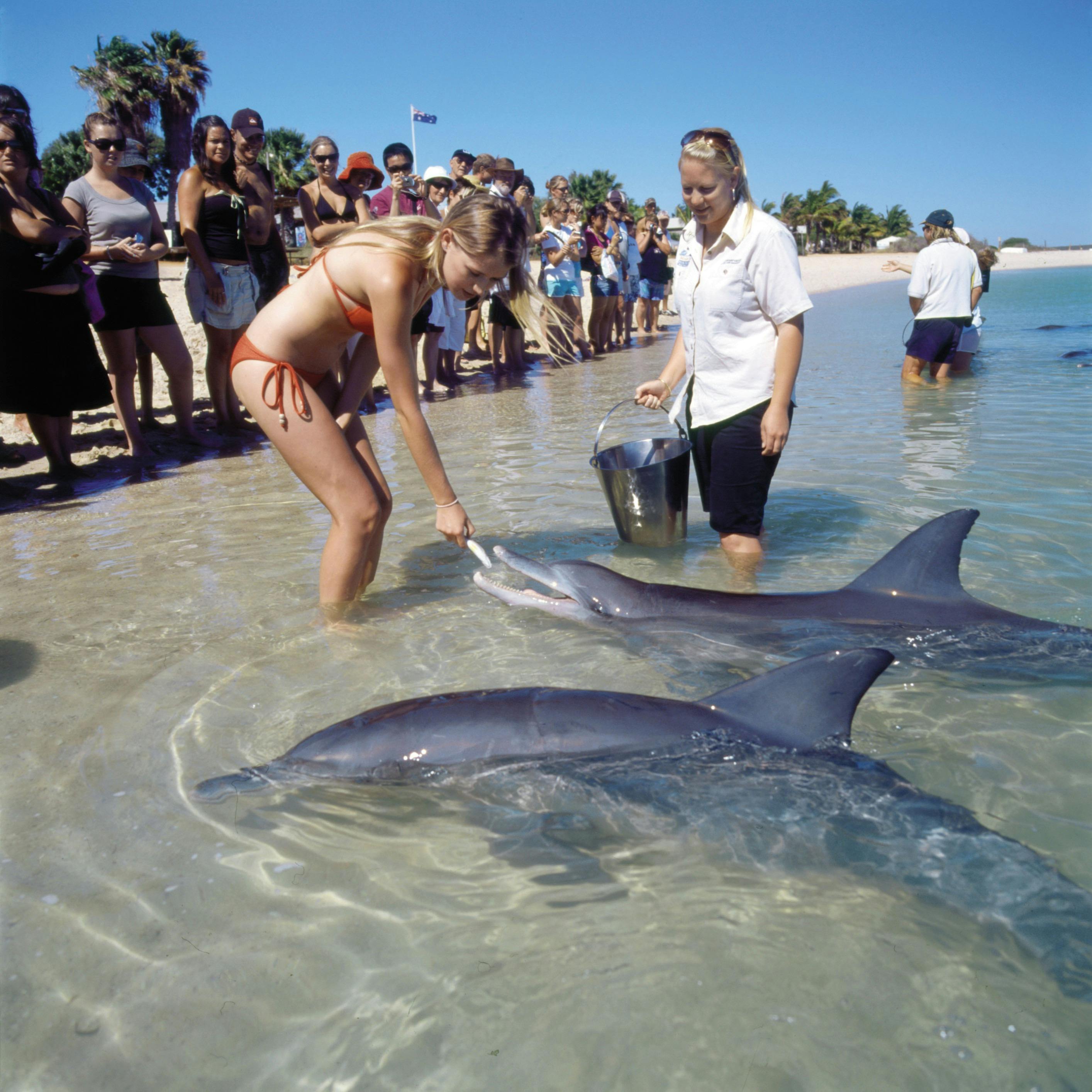Best of Coral Coast, Monkey Mia, Western Australia