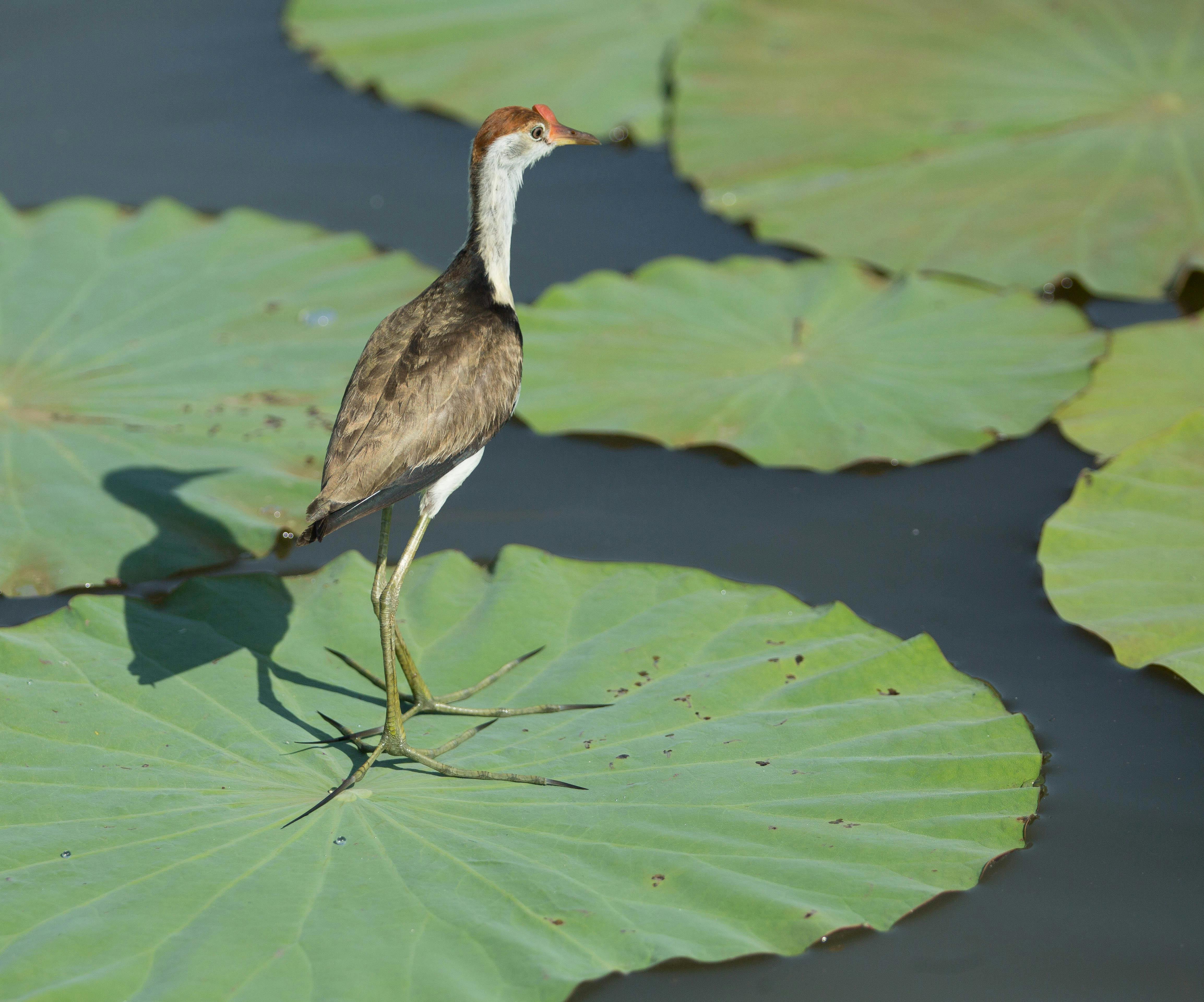 Combcrested Jacana