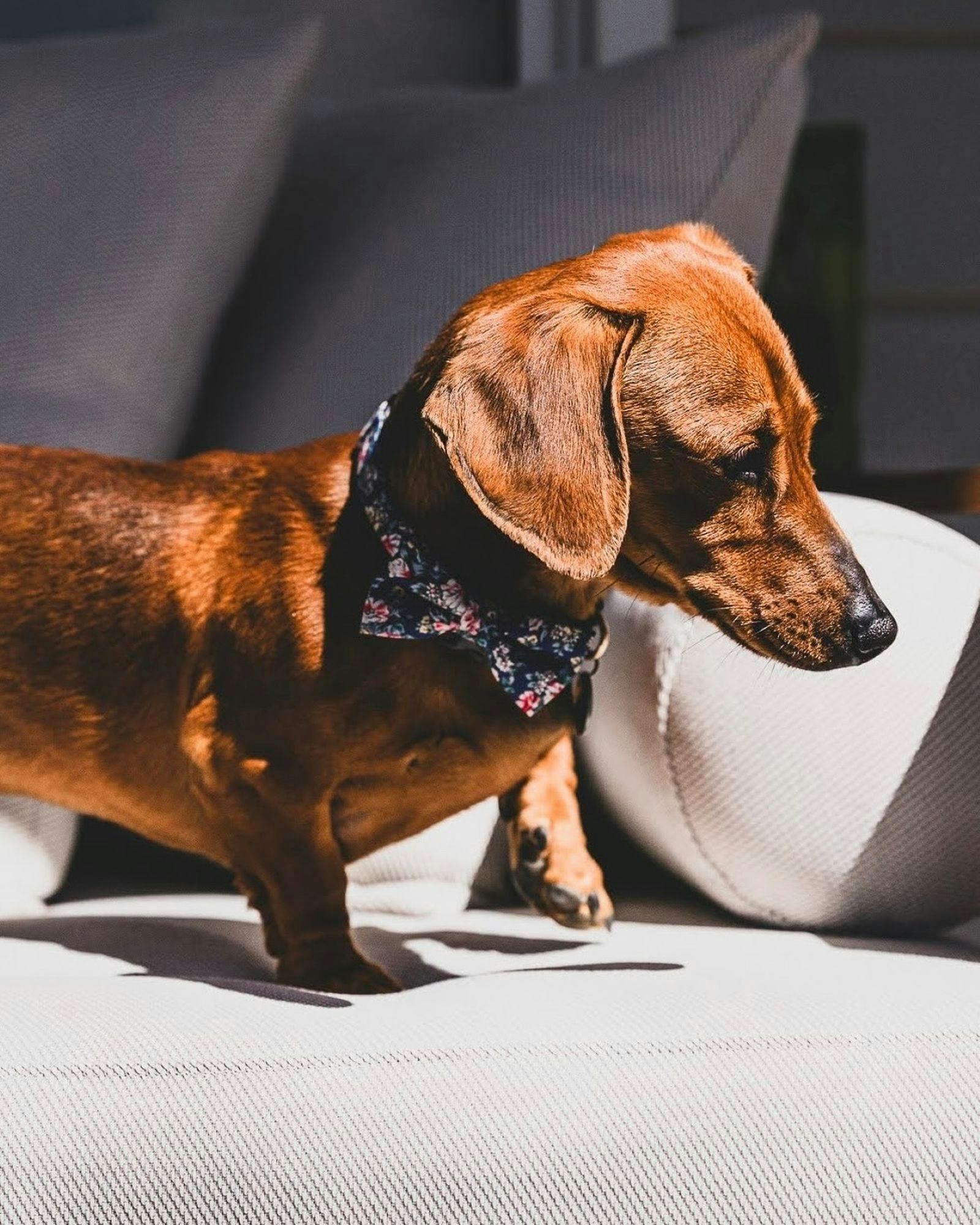 Accommodation Bright