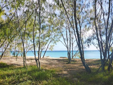 view through trees on Masthead Island