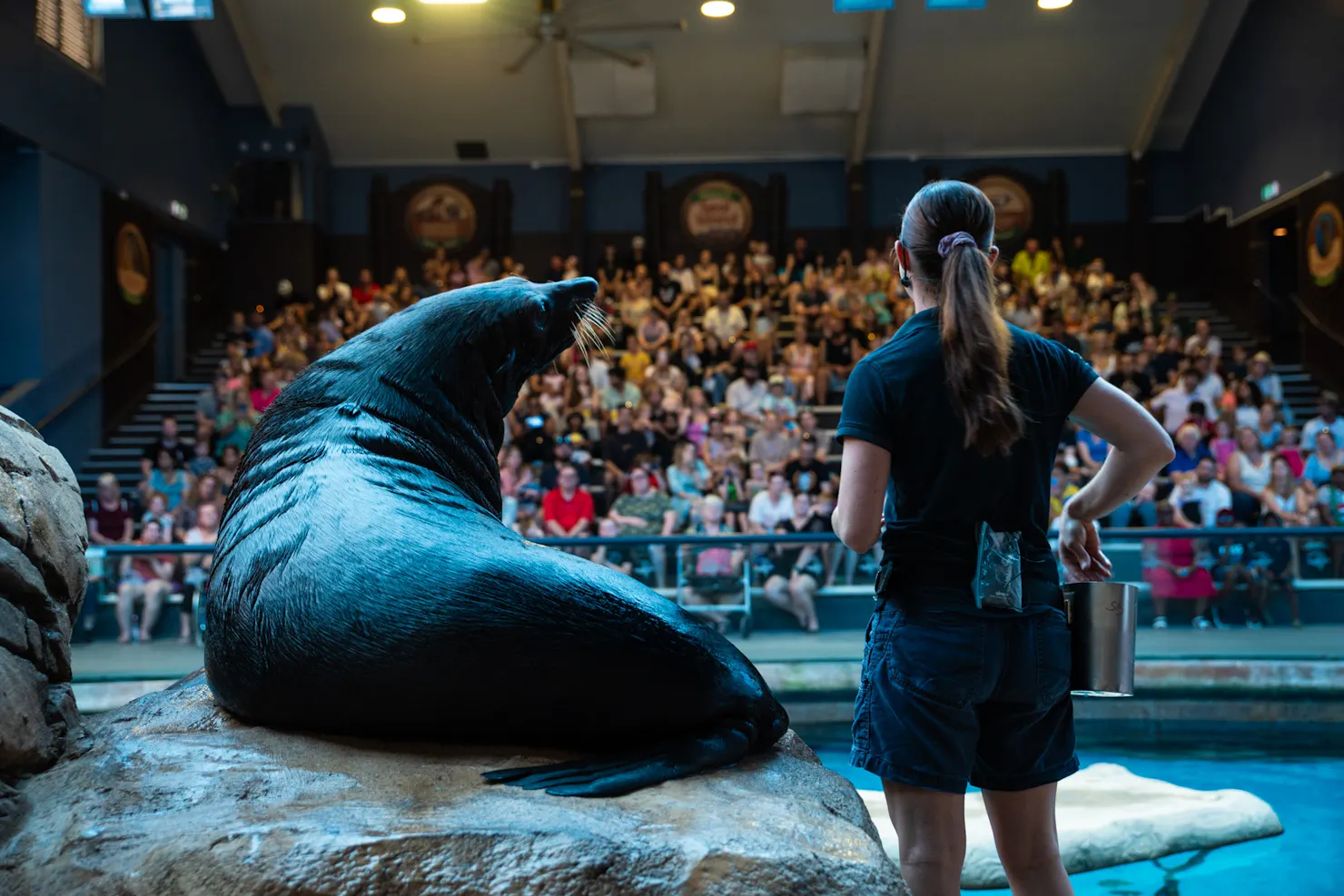 Seal Presentation at Seal Island