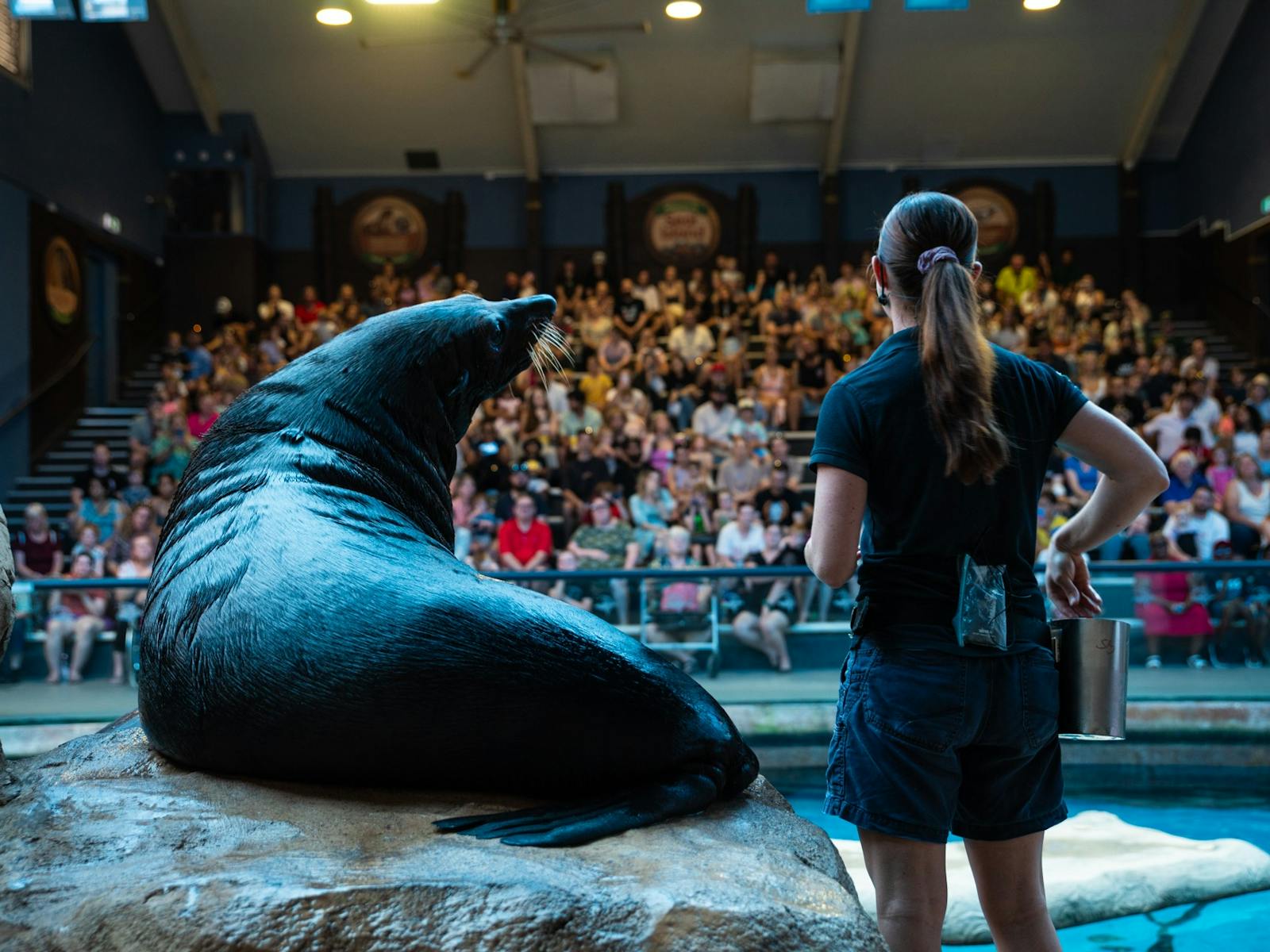 Seal Presentation at Seal Island Seal Presentation at Seal Island