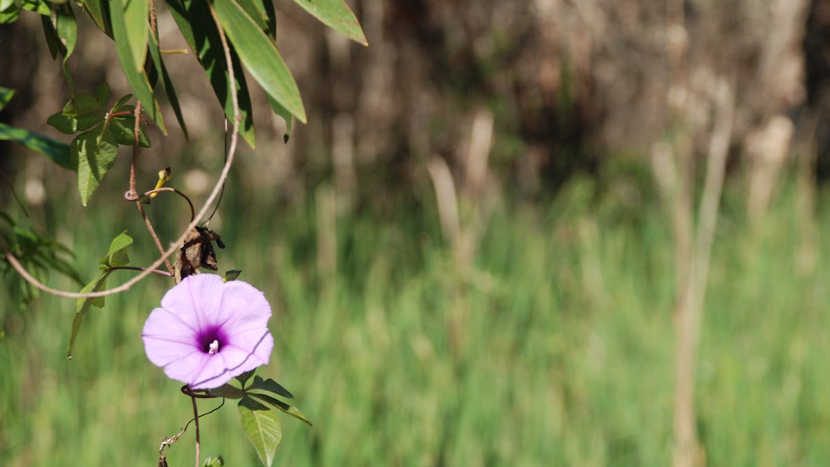 photo of a purple flower at Fay Smith Wetlands