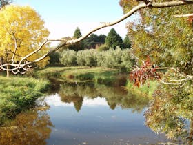 Cradle Coast Olives thumbnail