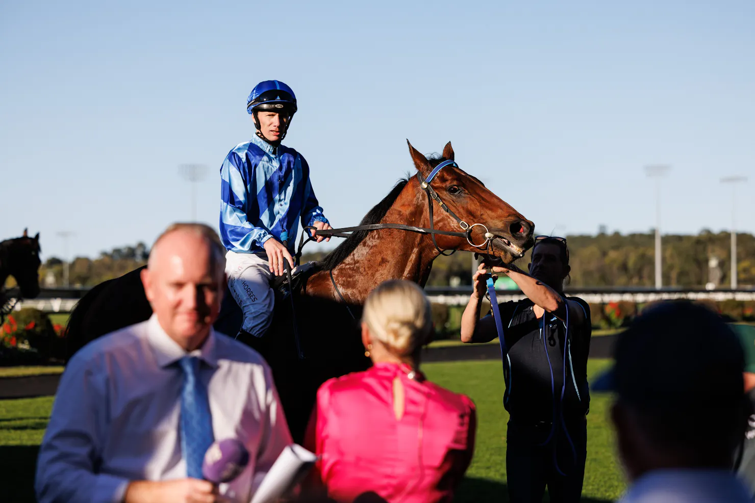 Close up of Racehorse in the mounting yard being.