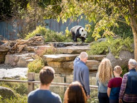 Adelaide Zoo Giant Pandas