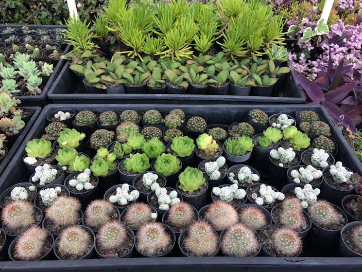 choose from our popular range of 50mm plants $3.50 each or 10 for $30 .