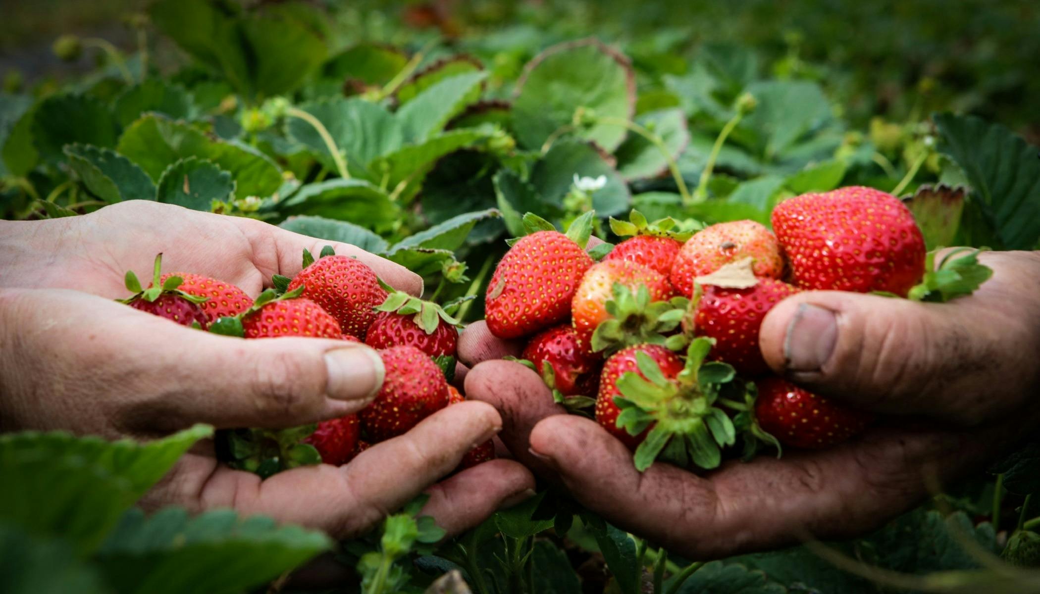 Two handfuls of strawberries