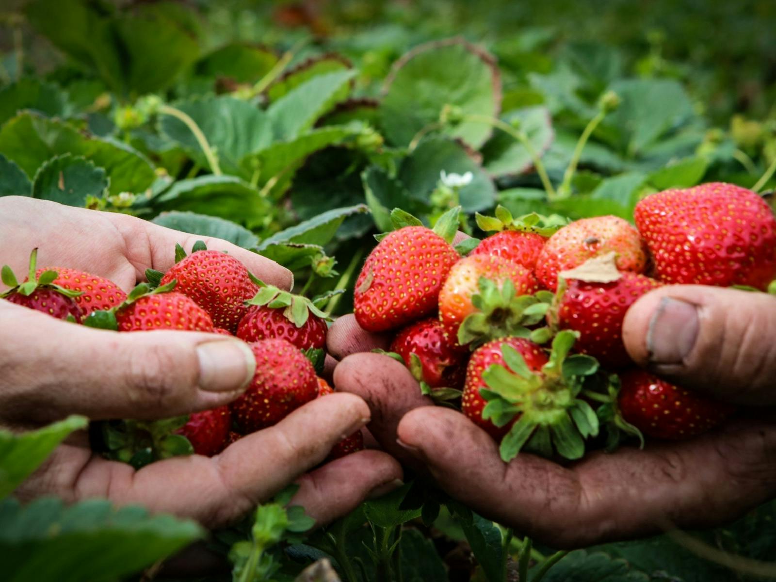 Two handfuls of strawberries