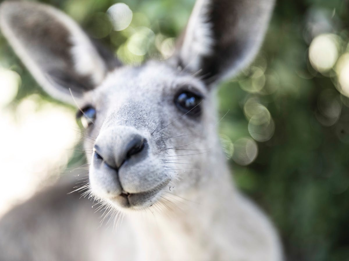 Kangaroo Kangaroo