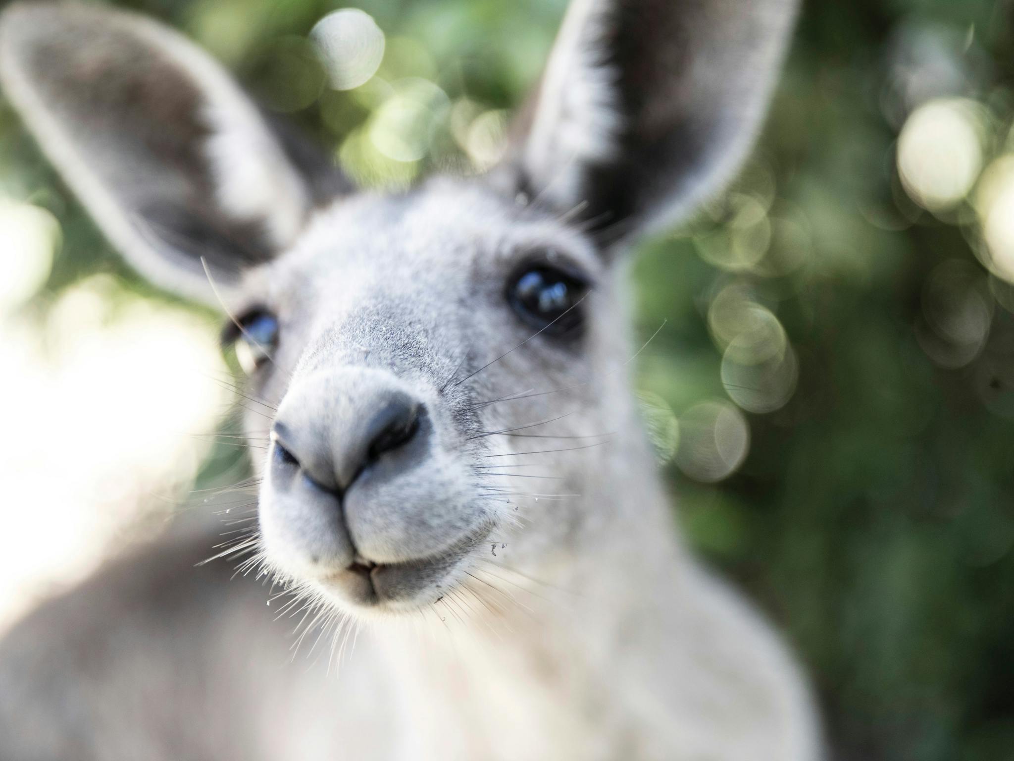 Kangaroo Kangaroo
