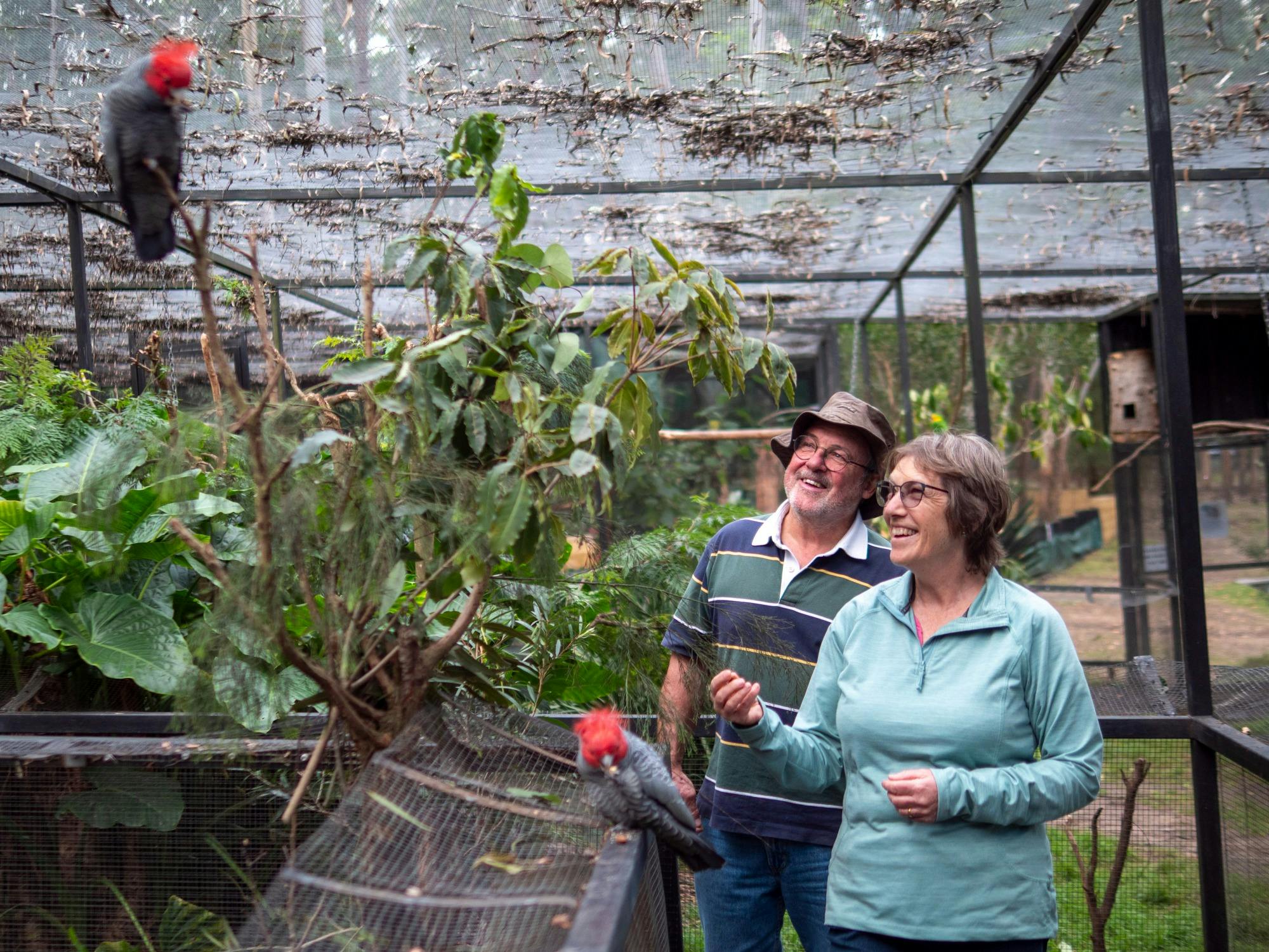 Two smiling guests admiring a Gang-gang Cockatoo inside a bird aviary at Potoroo Palace near Eden